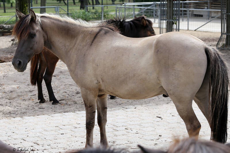 Dülmener Wildpony | Wilhelma Stuttgart | 14.08.2018