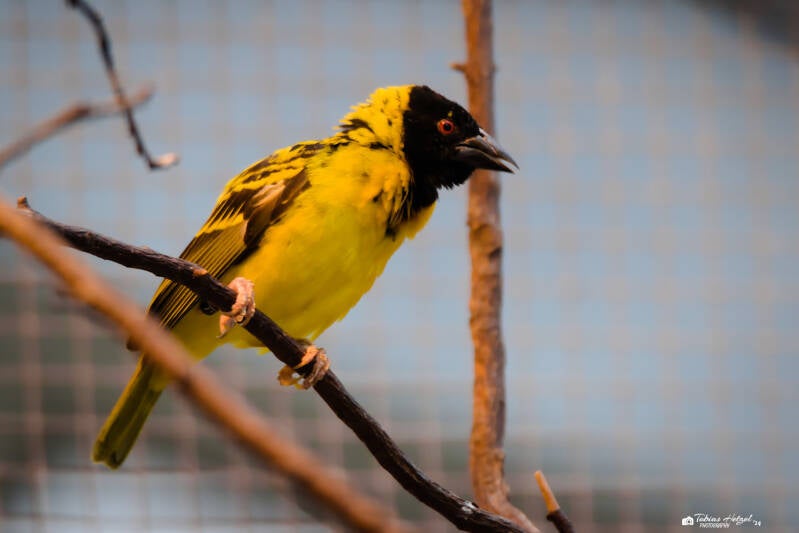 Dorfweber (kein Unterartenstatus) | Zoo Krefeld | 16.06.2024