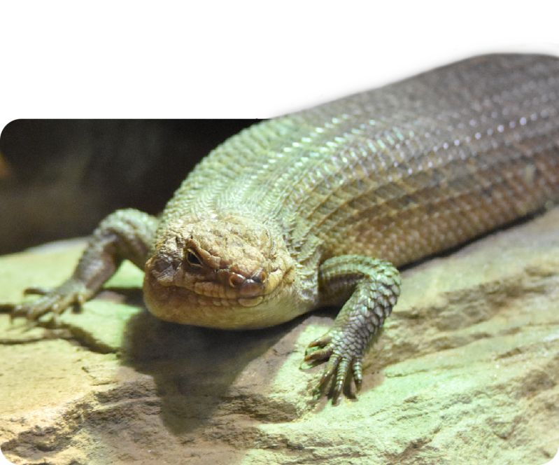 Dornschwanz-Stachelskink