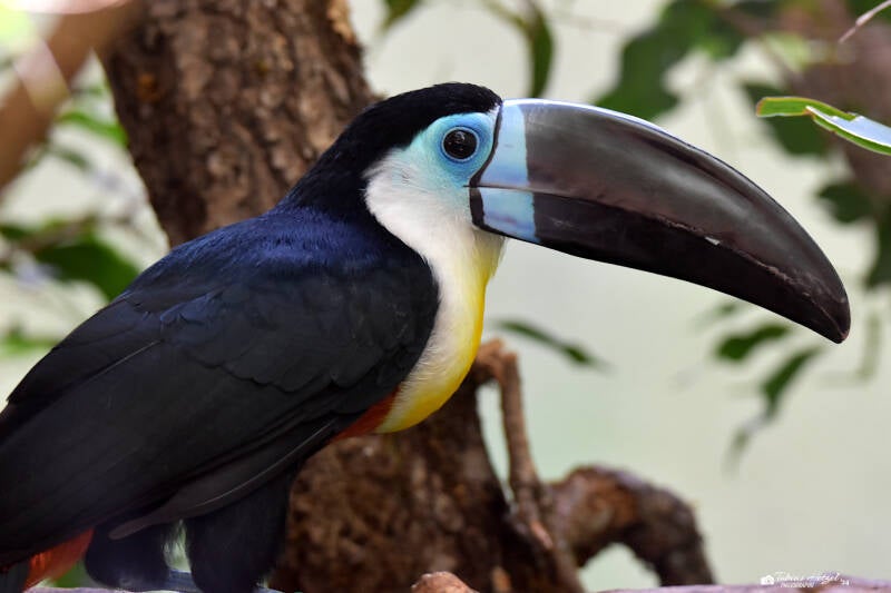 Dotterkehltukan (Nominatform) | Zoo Zürich | 04.07.2020