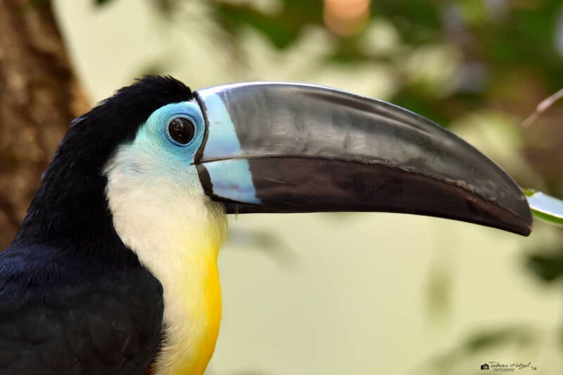 Dotterkehltukan (Nominatform) | Zoo Zürich | 04.07.2020