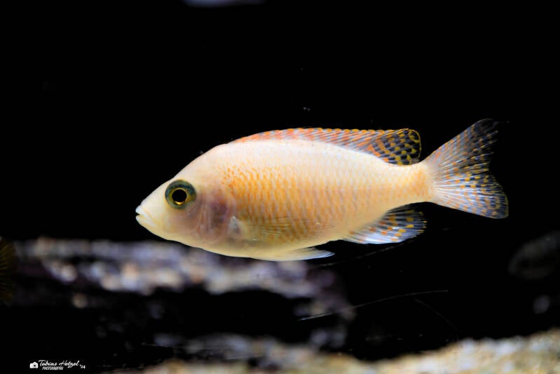 Drachenblut-Kaiserbuntbarsch | Tierpark Nymphaea, Esslingen | 04.04.2024