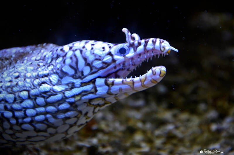 Drachenmuräne | Wilhelma Stuttgart | 27.01.2024