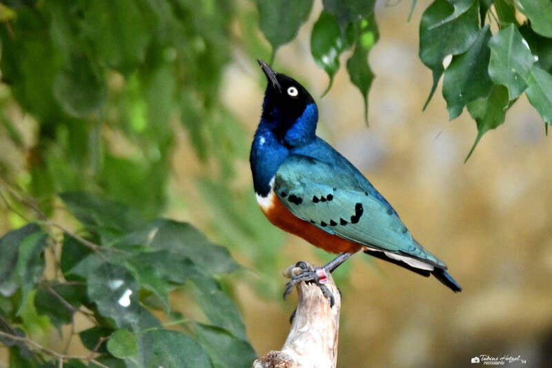 Dreifarben-Glanzstar | Zoo Basel | 09.04.2023