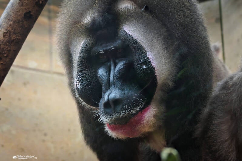 Drill (kein Unterartenstatus) | Zoo Wuppertal | 16.06.2024