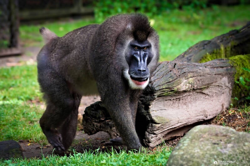 Drill (kein Unterartenstatus) | Safaripark Dvur Kralove | 17.08.2024