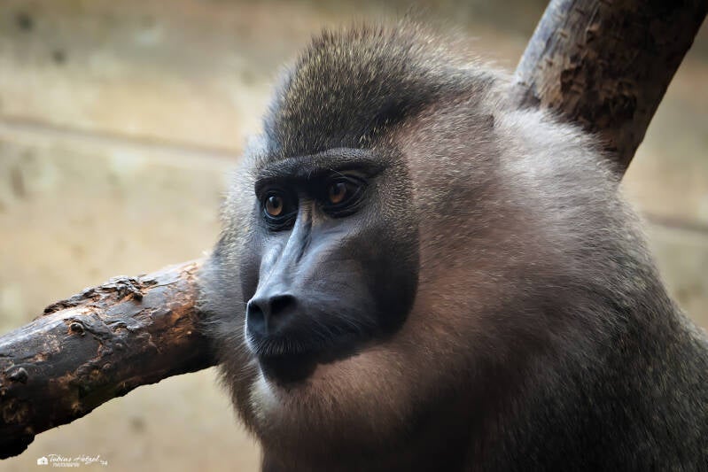 Drill (kein Unterartenstatus) | Zoo Wuppertal | 16.06.2024