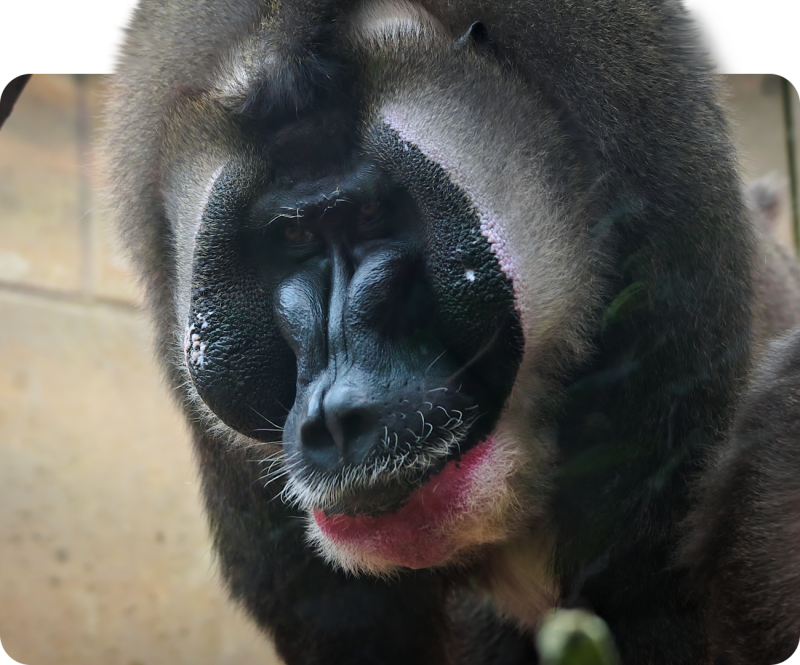 Drill (kein Unterartenstatus)