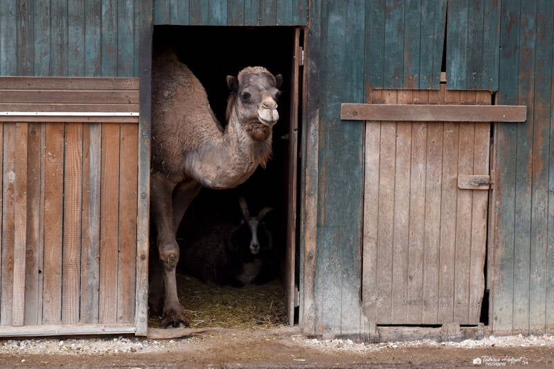 Dromedar | Tierpark Göppingen | 10.03.2023