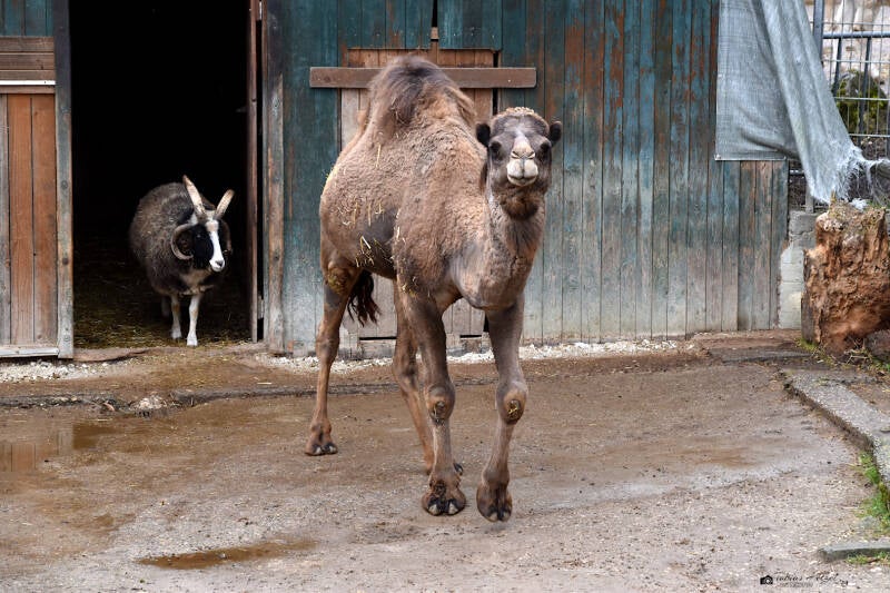 Dromedar | Tierpark Göppingen | 10.03.2023