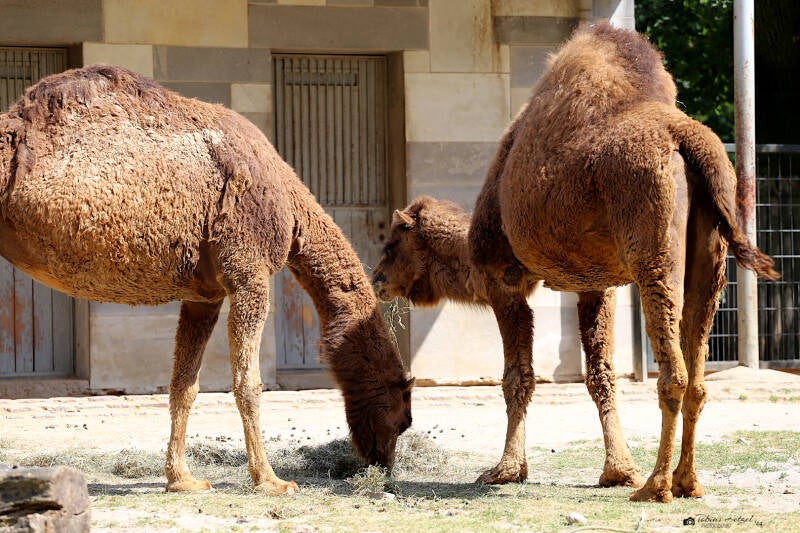 Dromedar | Zoo Berlin | 26.05.2018