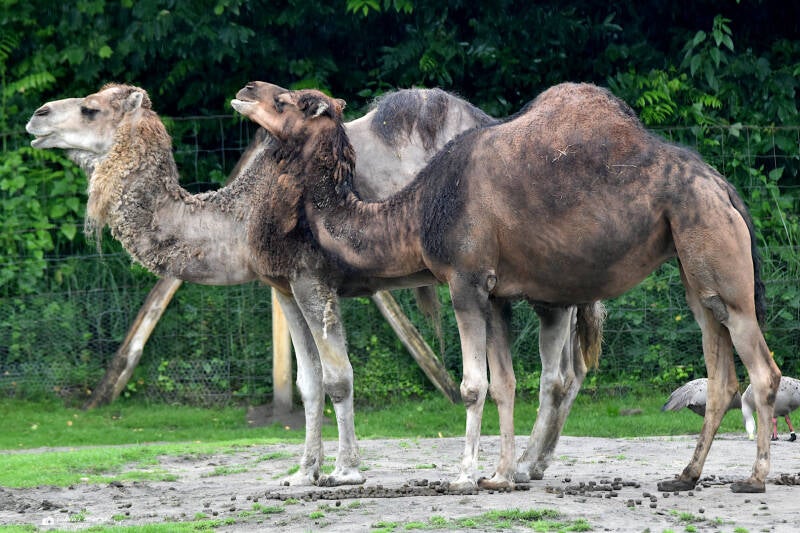 Dromedar | Zooparc Overloon | 05.07.2021