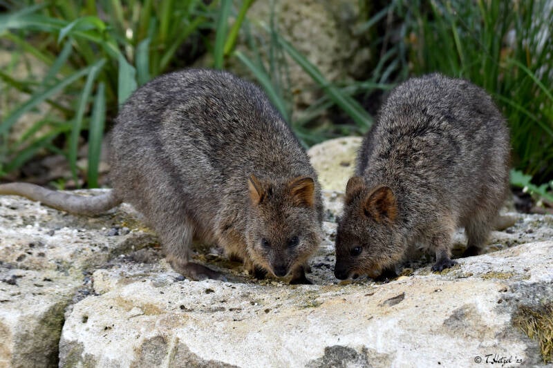Quokka | Wilhelma Stuttgart | 11.08.2023