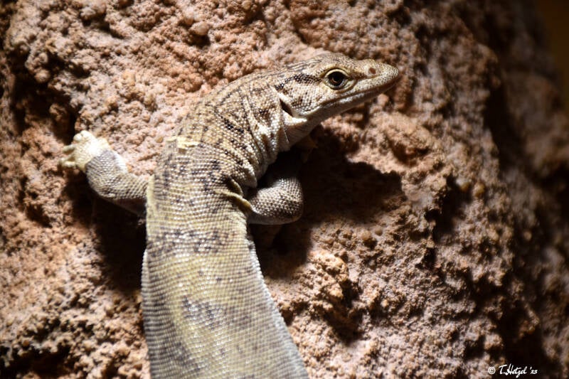 Gillens Zwergwaran | Wilhelma Stuttgart | 11.08.2023