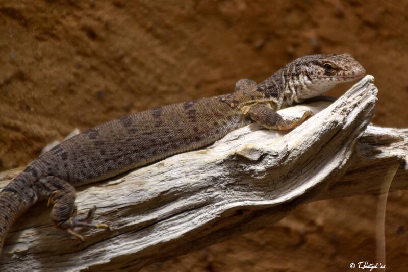 Gillens Zwergwaran | Wilhelma Stuttgart | 11.08.2023