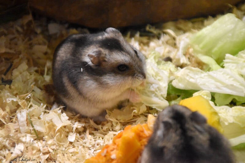 Dsungarischer Zwerghamster | Tiergarten Schönebeck | 21.10.2020