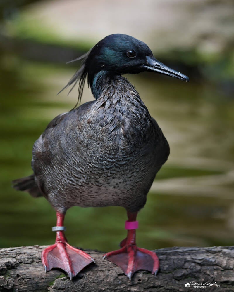 Dunkelsäger | Zoo Prag | 18.08.2024