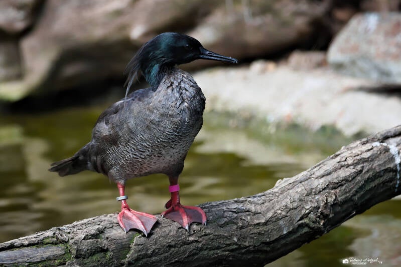 Dunkelsäger | Zoo Prag | 18.08.2024