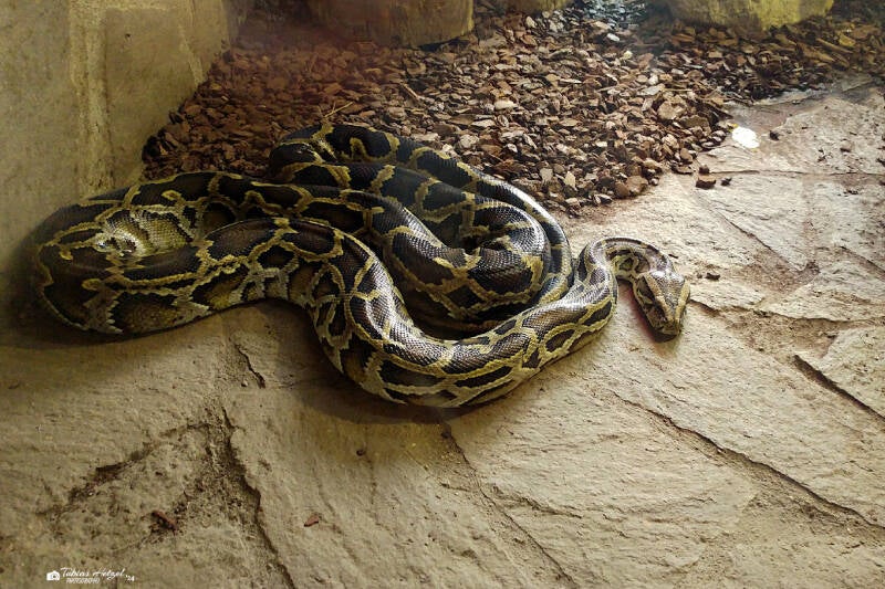 Dunkler Tigerpython | Zoo Heidelberg | 13.05.2018