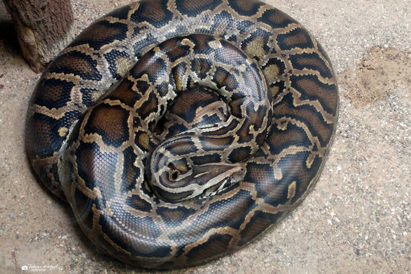 Dunkler Tigerpython | Allwetterzoo Münster | 12.04.2017