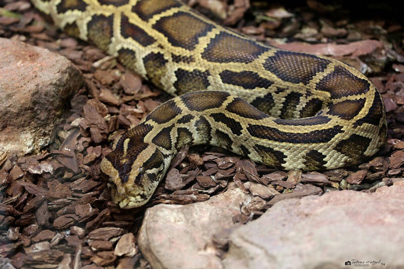 Dunkler Tigerpython | Luisenpark Mannheim | 12.08.2018