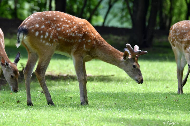 Dybowski-Hirsch | Tiergarten Nürnberg | 04.07.2021