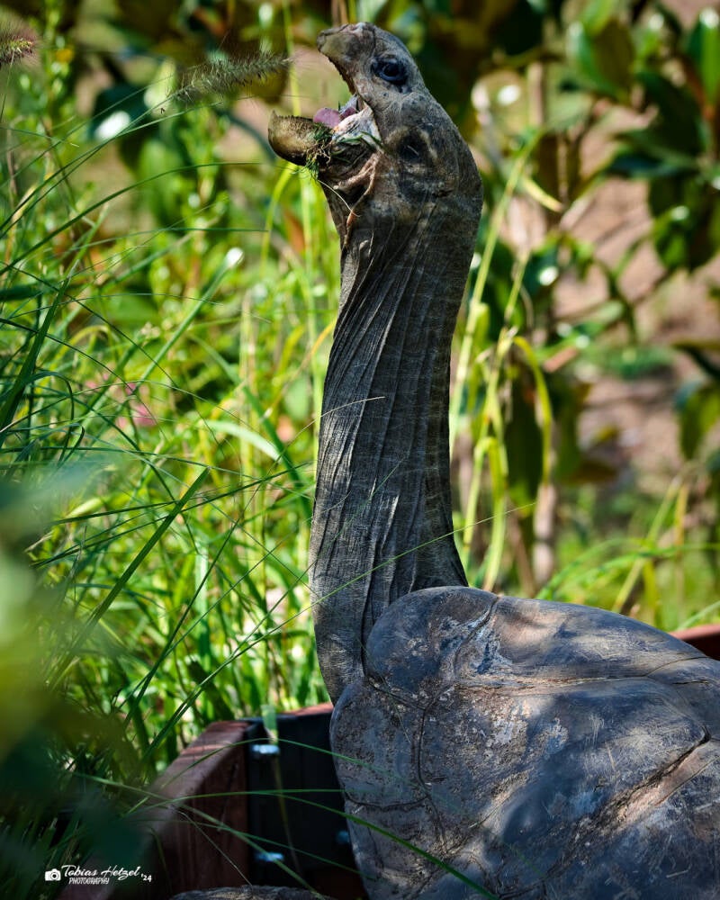 Pinzón-Riesenschildkröte | Zoo Prag | 18.08.2024