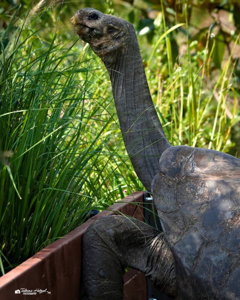 Pinzón-Riesenschildkröte | Zoo Prag | 18.08.2024