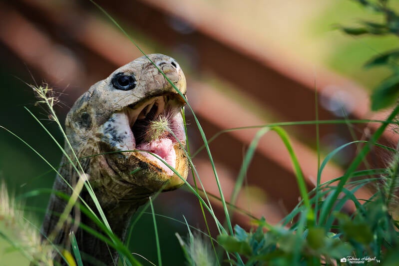Pinzón-Riesenschildkröte | Zoo Prag | 18.08.2024