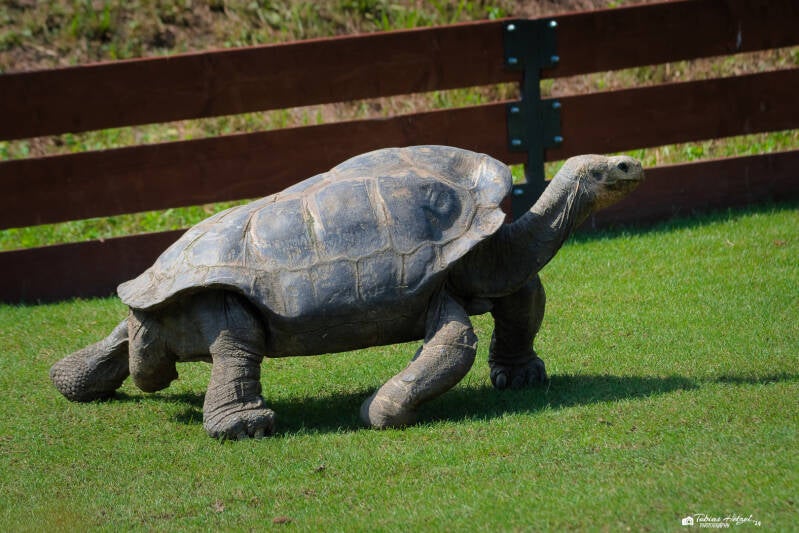 Pinzón-Riesenschildkröte | Zoo Prag | 18.08.2024