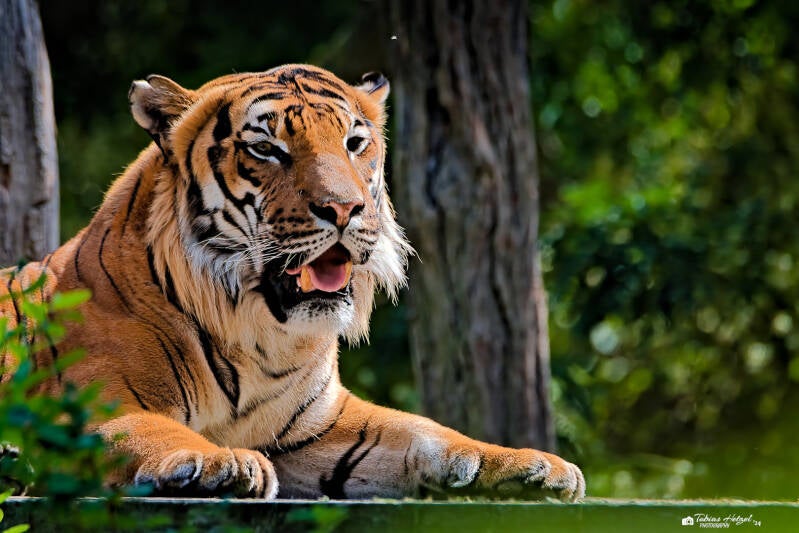 Malaiischer Tiger | Zoo Prag | 18.08.2024