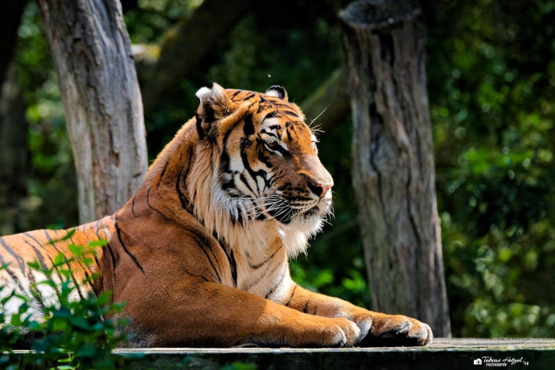 Malaiischer Tiger | Zoo Prag | 18.08.2024
