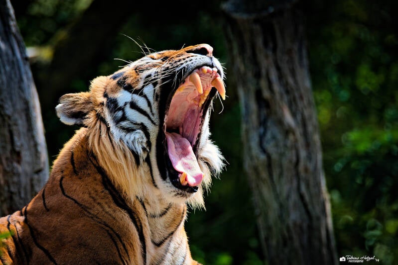 Malaiischer Tiger | Zoo Prag | 18.08.2024
