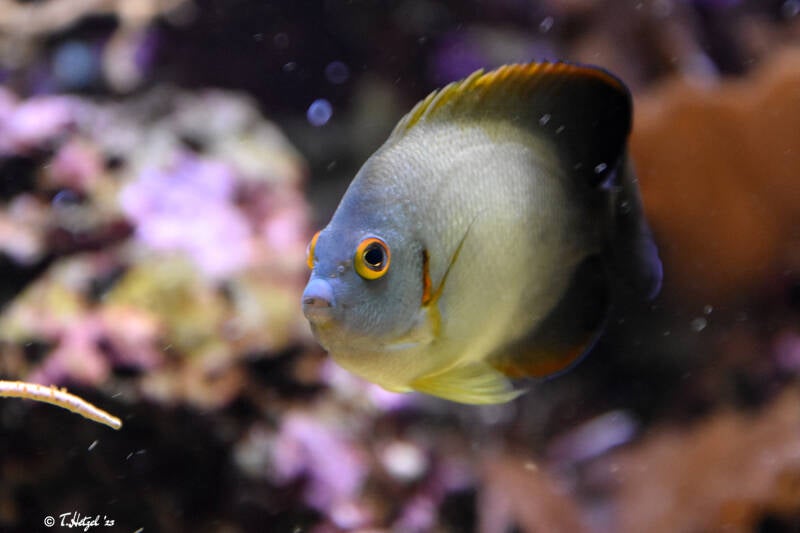 Perlen-Zwergkaiserfisch | Wilhelma Stuttgart | 11.08.2023