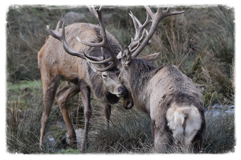 Rothirsch (kein Unterartenstatus)