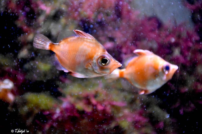 Eberfisch | Wilhelma Stuttgart | 16.06.2023