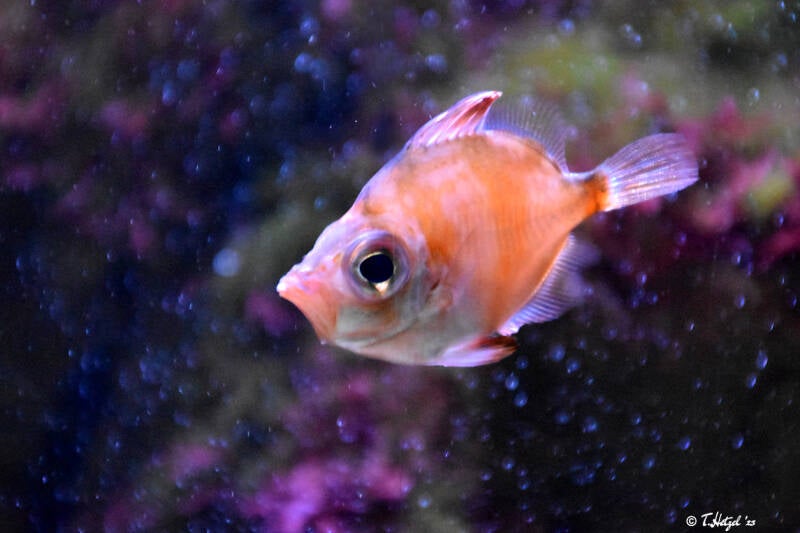 Eberfisch | Wilhelma Stuttgart | 16.06.2023