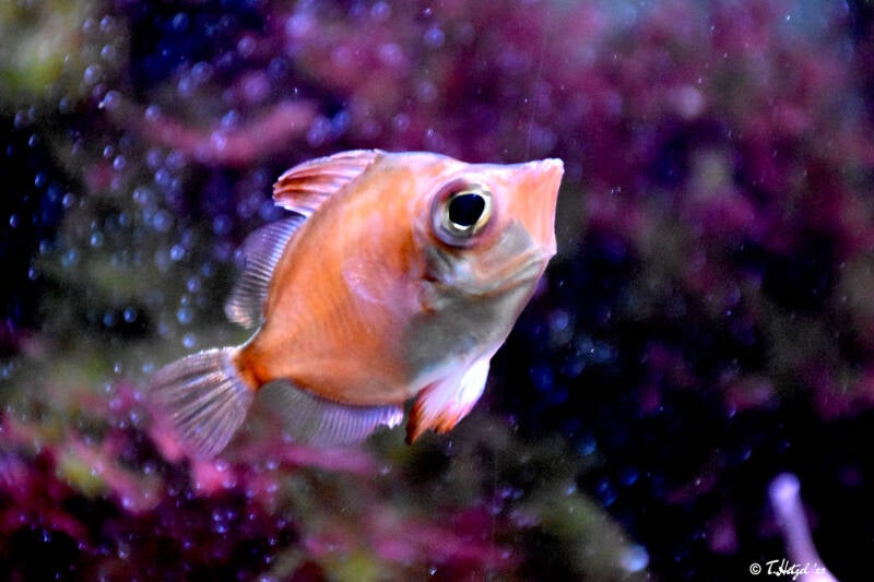 Eberfisch | Wilhelma Stuttgart | 16.06.2023