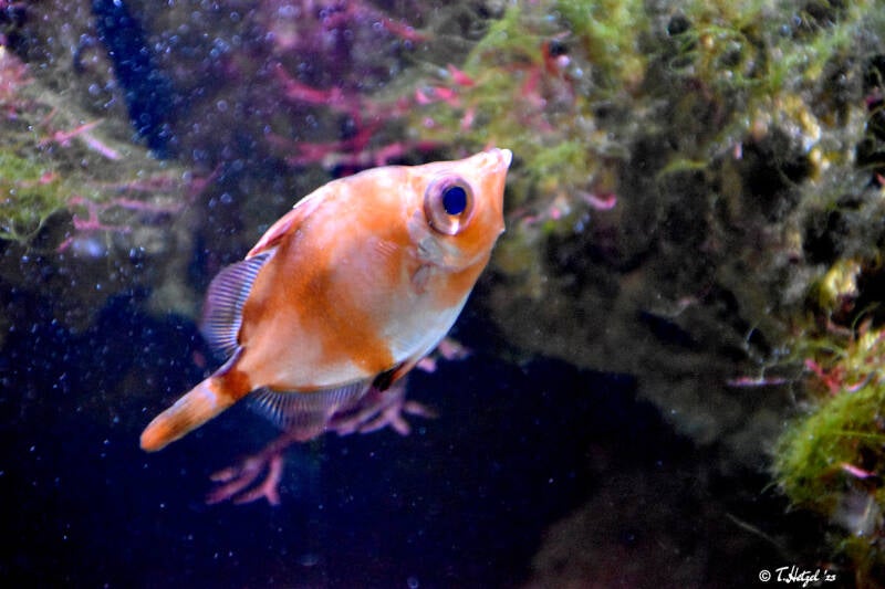 Eberfisch | Wilhelma Stuttgart | 11.08.2023