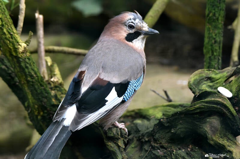Eichelhäher (Nominatform) | Weltvogelpark Walsrode | 12.04.2021