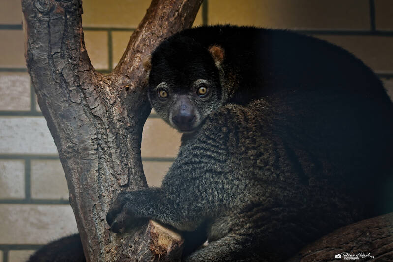 Eigentlicher Bärenkuskus | Zoo Usti nad Labem | 11.07.2025