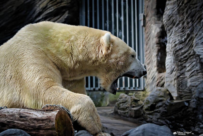 Eisbär | Zoo Prag | 18.08.2024