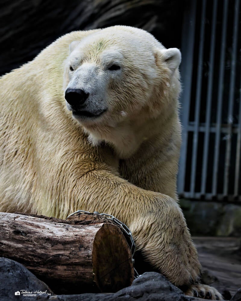Eisbär | Zoo Prag | 18.08.2024