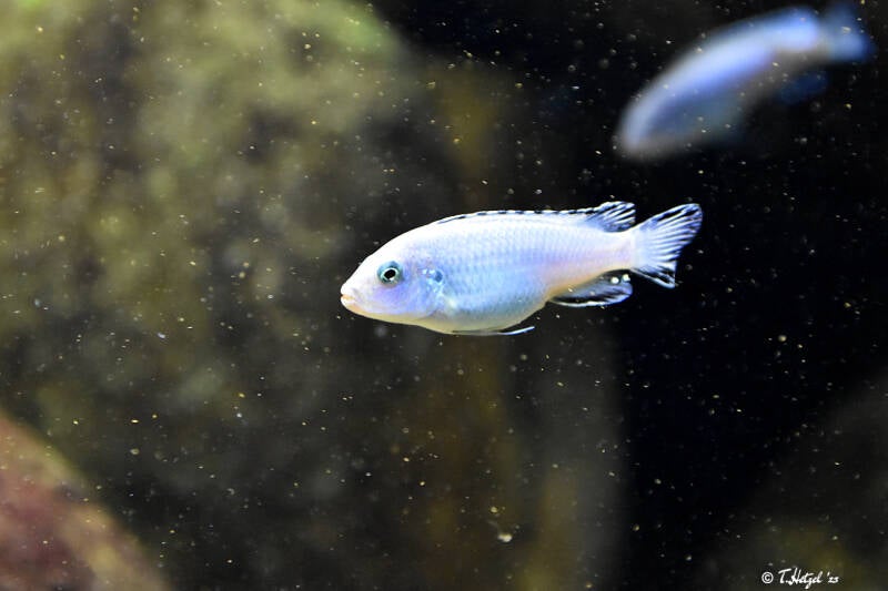 Eisblauer Maulbrüter