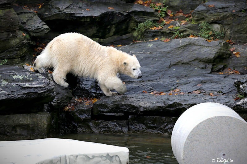 Eisbär | Tierpark Berlin | 24.11.2019