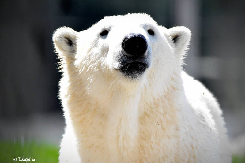 Eisbär | Zoologischer Stadtgarten Karlsruhe | 03.07.2020