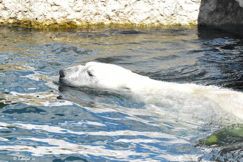 Eisbär | Zoologischer Stadtgarten Karlsruhe | 03.07.2020