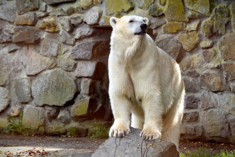 Eisbär | Ouwehands Dierenpark, Rhenen | 06.07.2021