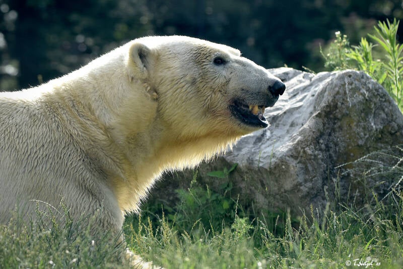 Eisbär | Diergaarde Blijdorp, Rotterdam | 09.07.2021