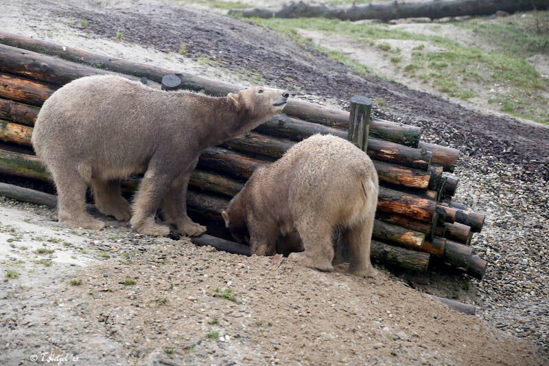 Eisbär | Wildlands Adventure Zoo Emmen | 22.01.2018